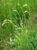 Reseda lutea